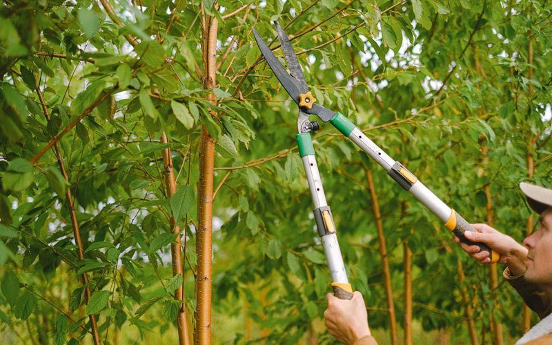 Tree trimming in Bryant, IA